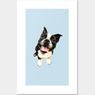 Boston Terrier Cute Dog Posters and Art